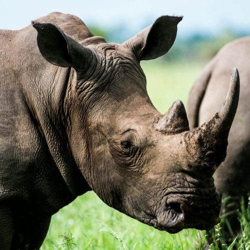mms-8day-west-serengeti-2