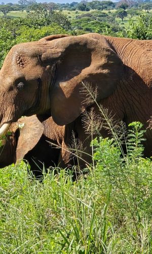 mms-gallery-elephant