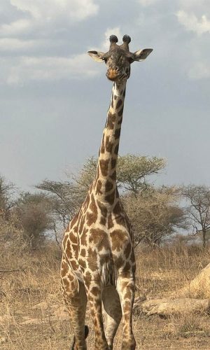 mms-gallery-giraffe