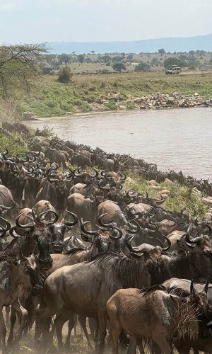 mms-gallery-wildebeest