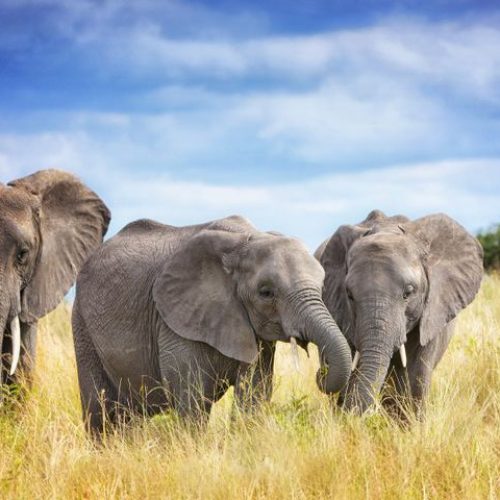 mms-high-season-safari-2