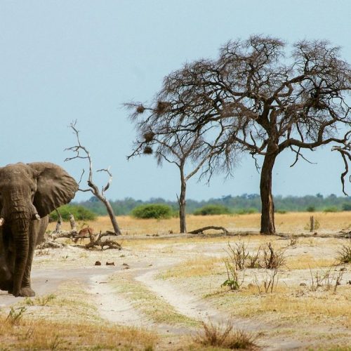 mms-high-season-safari-3