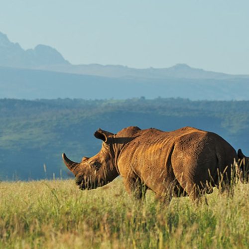 mms-kenya-tanzania-12days-1